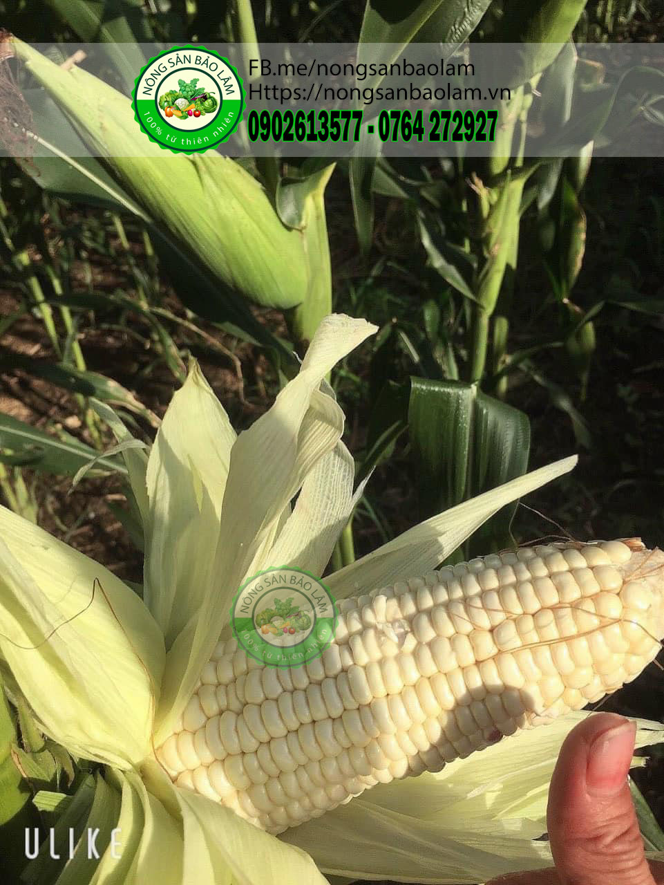 Bắp Nếp Nù loại 3-4Trái 1kg 5