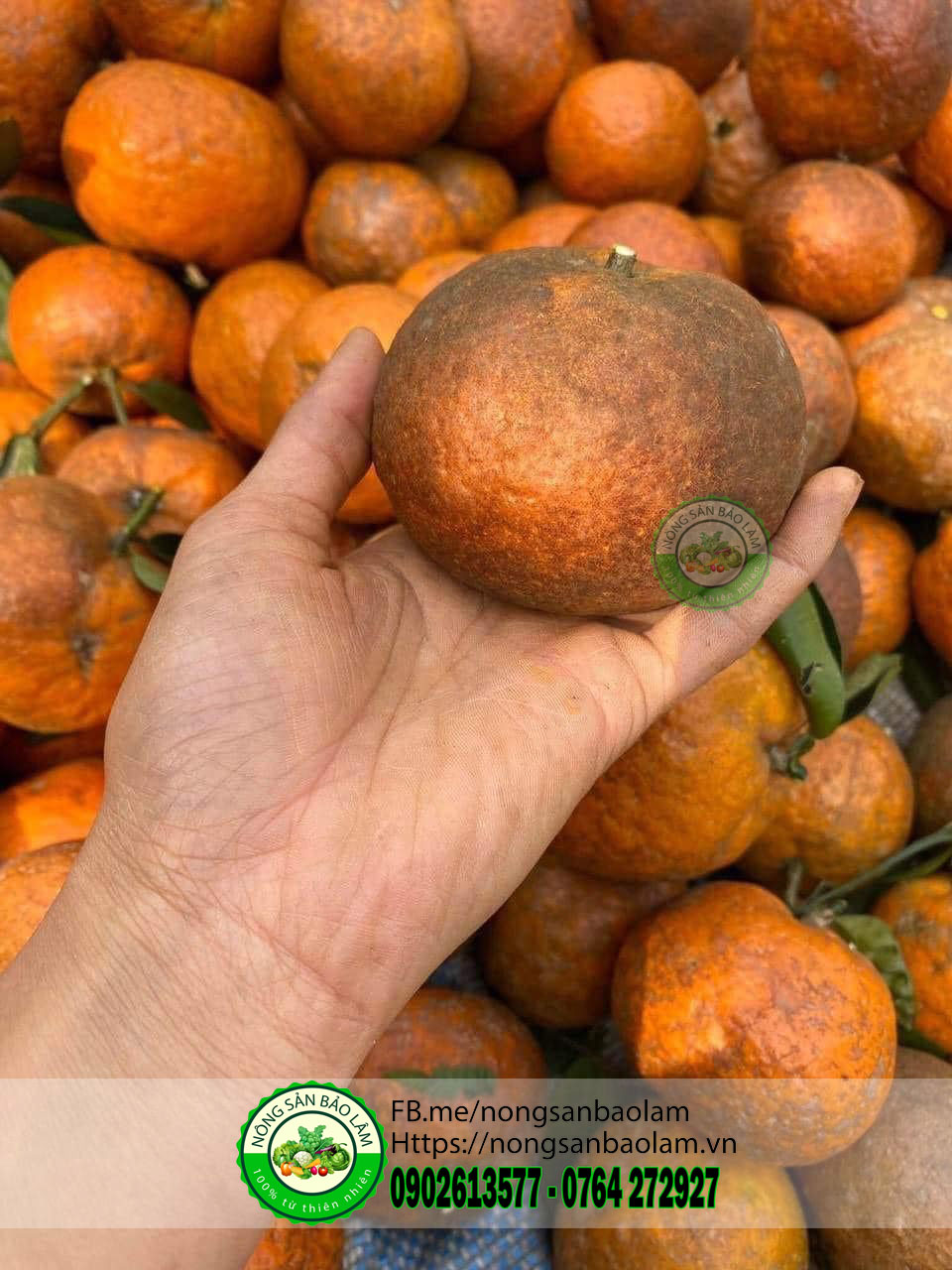 Cam sành mật mã hà giang - nongsanbaolam 2