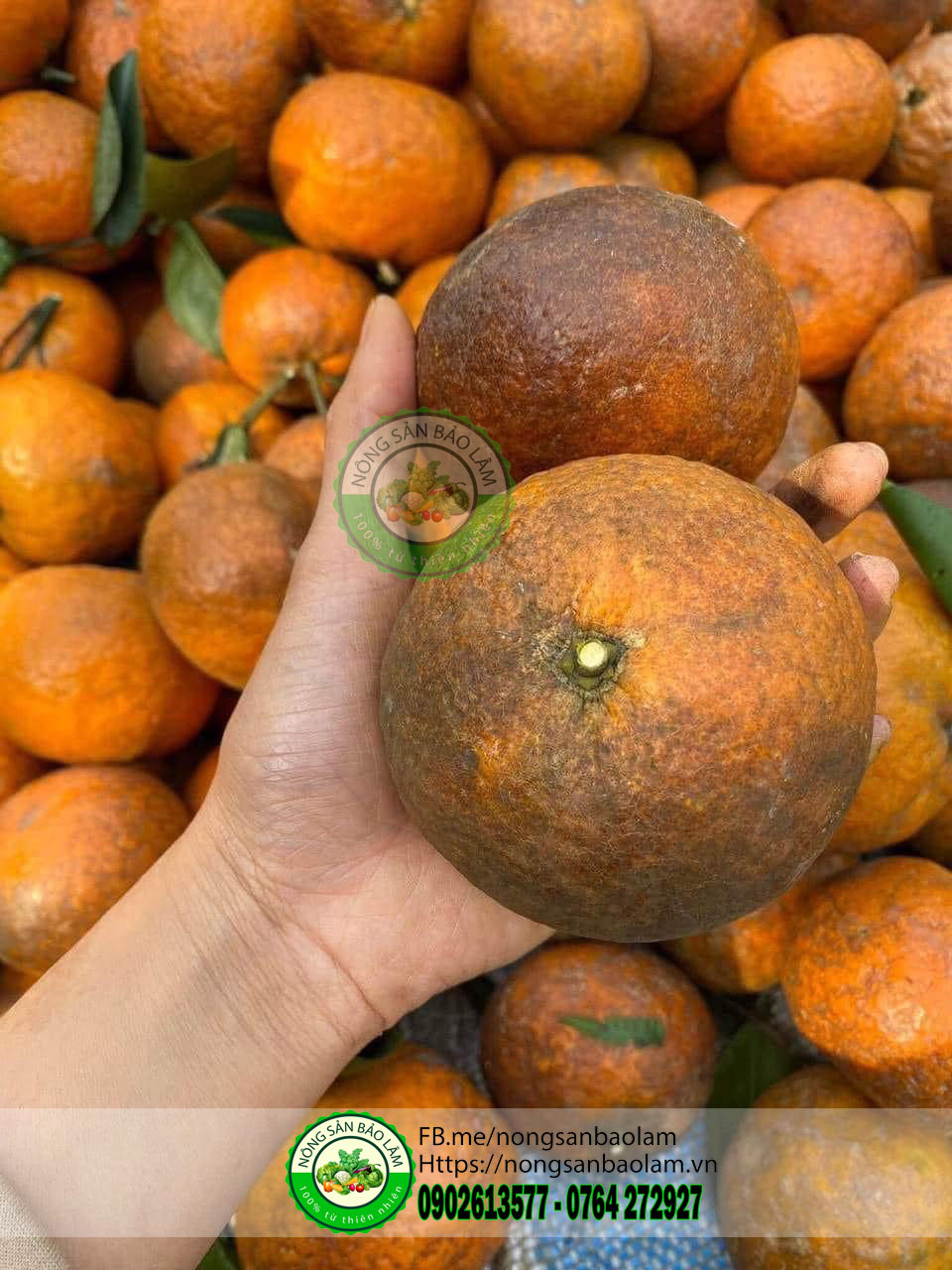 Cam sành mật mã hà giang - nongsanbaolam 3