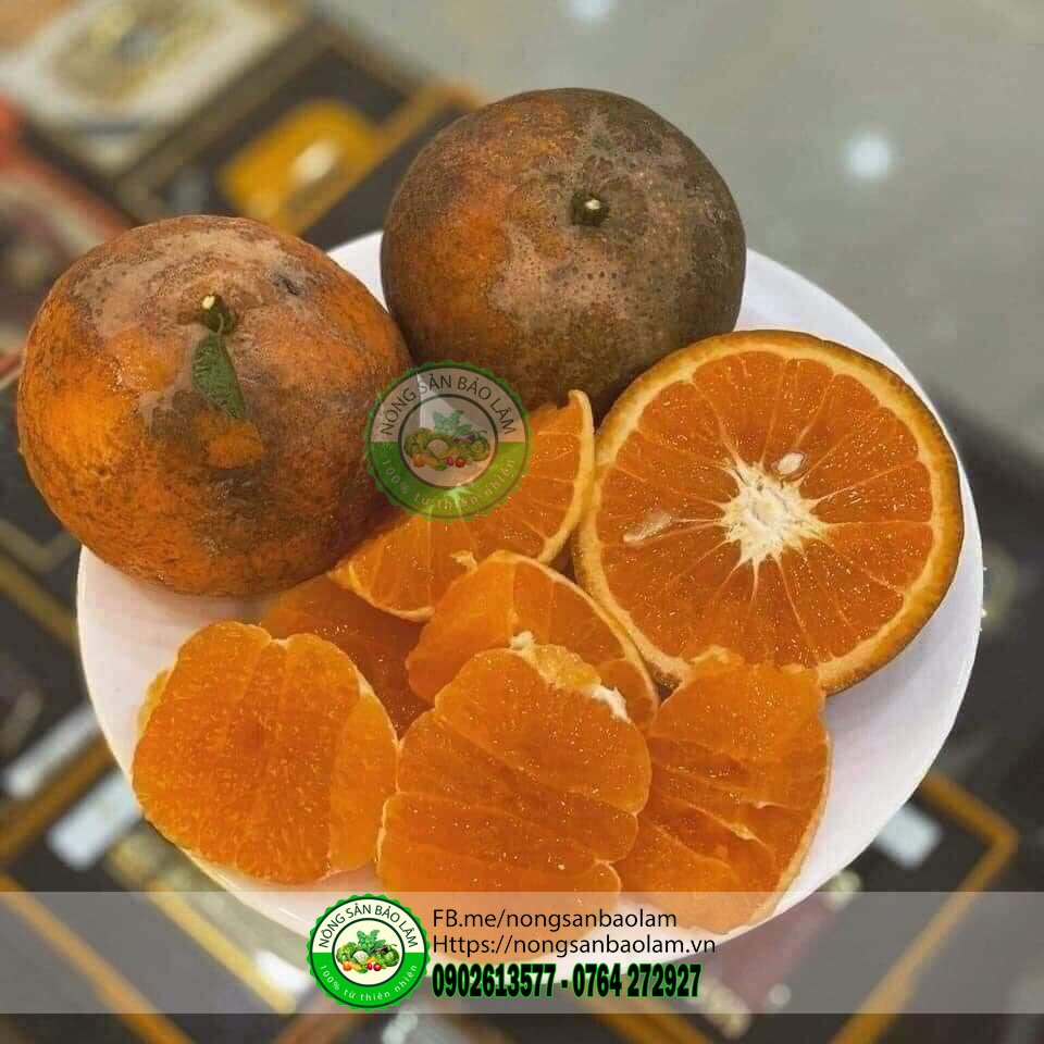 Cam sành mật mã hà giang - nongsanbaolam