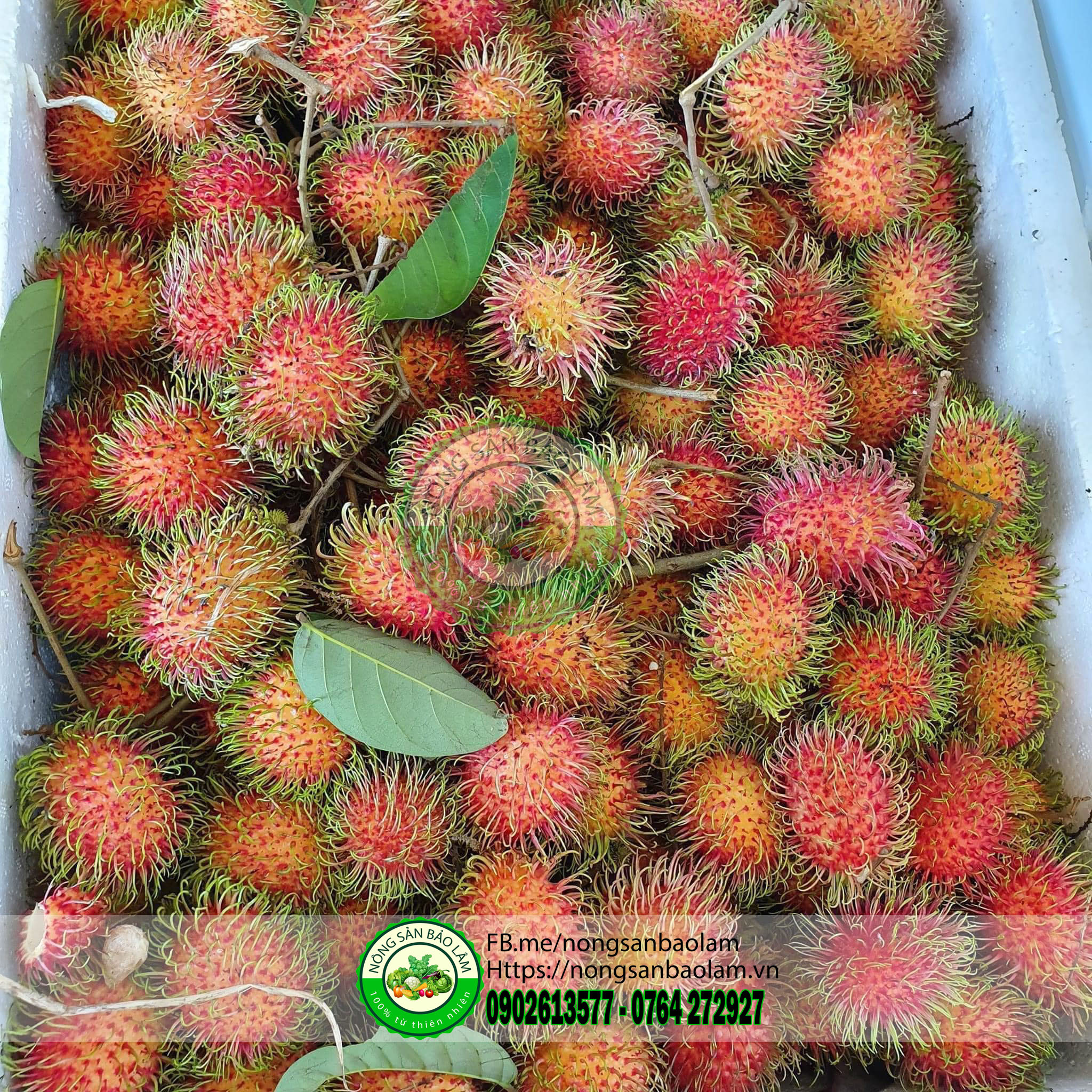 Chôm Chôm Xuka - Chôm Chôm Tiến Cường 3