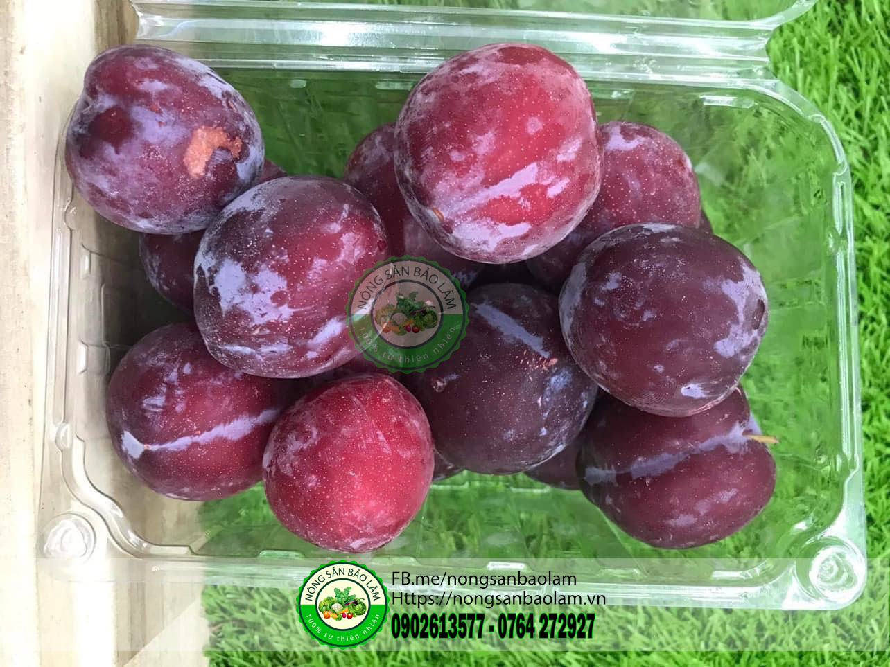 MẬN CHERRY SƠN LA - nongsanbaolam 2