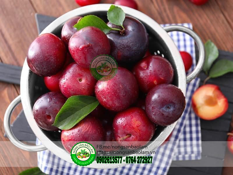 MẬN CHERRY SƠN LA - nongsanbaolam 3