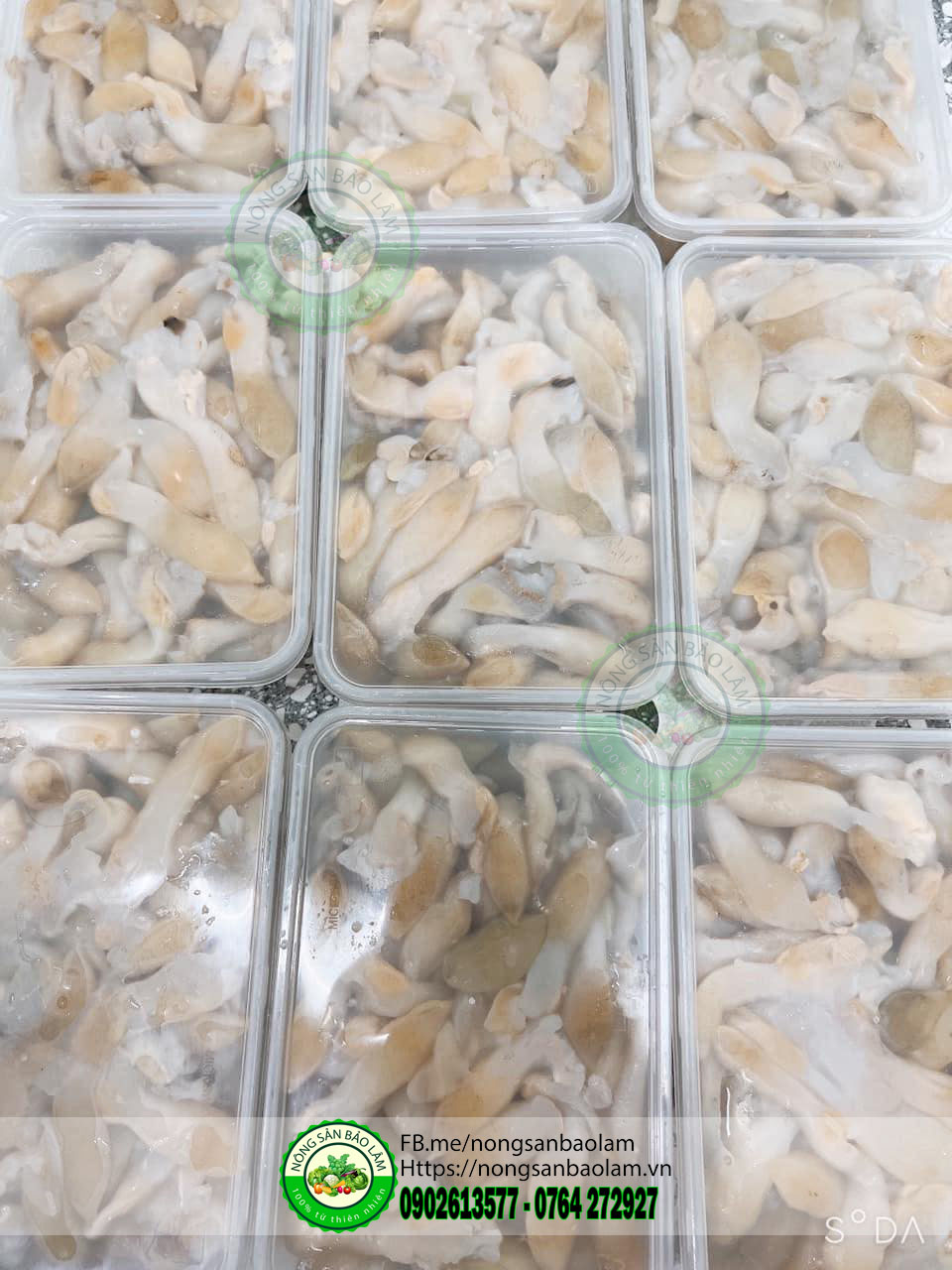 Ruột ốc móng tay - nông sản bảo lâm 6
