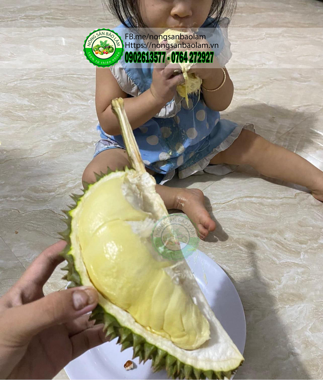 Sầu Riêng Chuồng bò da xanh hạt lép - nông sản bảo lâm 3