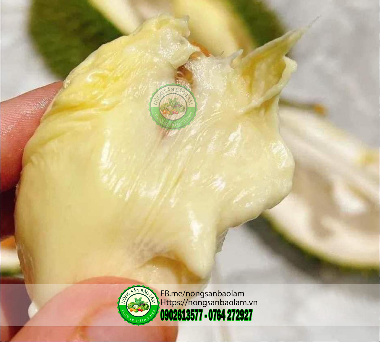 Sầu chuồng bò da nâu béo ngọt - nongsanbaolam 3