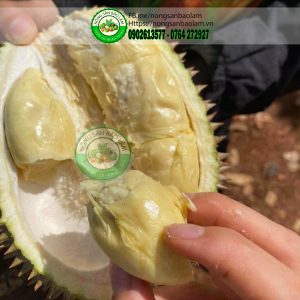 Bạn biết gì về sầu riêng chuồng bò