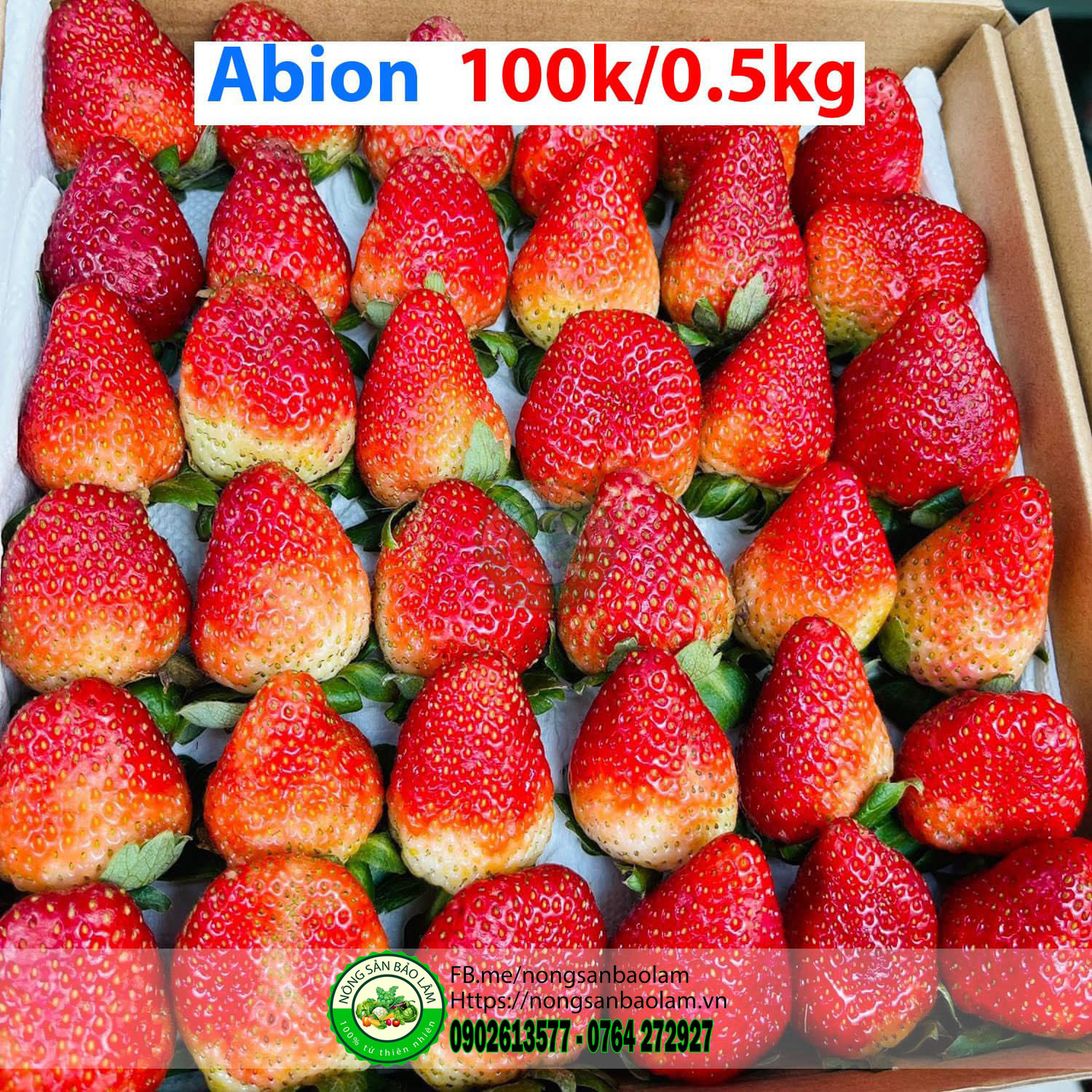 dâu abion - trái cây quận 10 hcm - nông sản bảo lâm Dâu Abion Nông Sản Bảo Lâm, Trái Cây Quận 10 HCM, Trái Cây Sài Gòn, Trái Cây Xanh, Trái Cây Sạch, Trái Cây Xuất Khẩu, Trái Cây Nhập Khẩu, Trái Cây Theo Mùa, Trái Cây Vườn, Nông Sản Sạch, Organic, Hữu Cơ, Fruits, Healthy Food, Hàng Tiêu Dùng, Hải Sản Tươi Sống, Nho, Dâu, Táo, Lê, Sầu Riêng, Bưởi, Thơm, Dưa Hấu, Cherry, Cá, Hàu, Thịt Heo, Thịt Gà, Thịt Bò, Mẹ, Bé