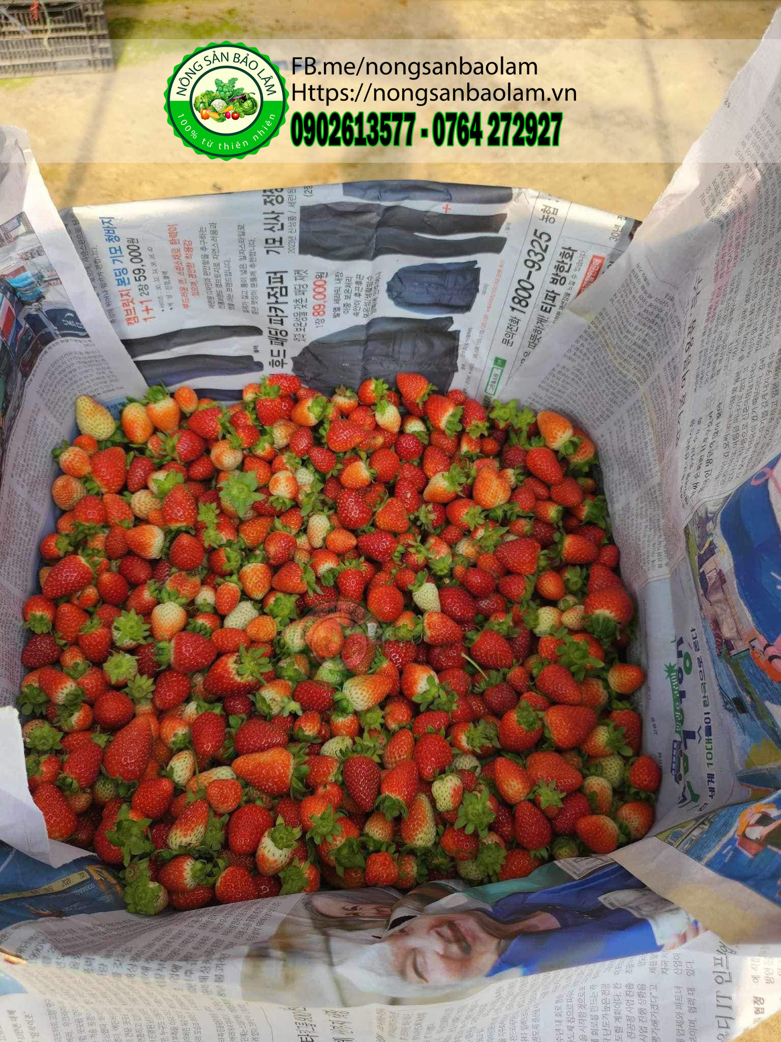 dâu montery mỹ - nông sản bảo lâm 5