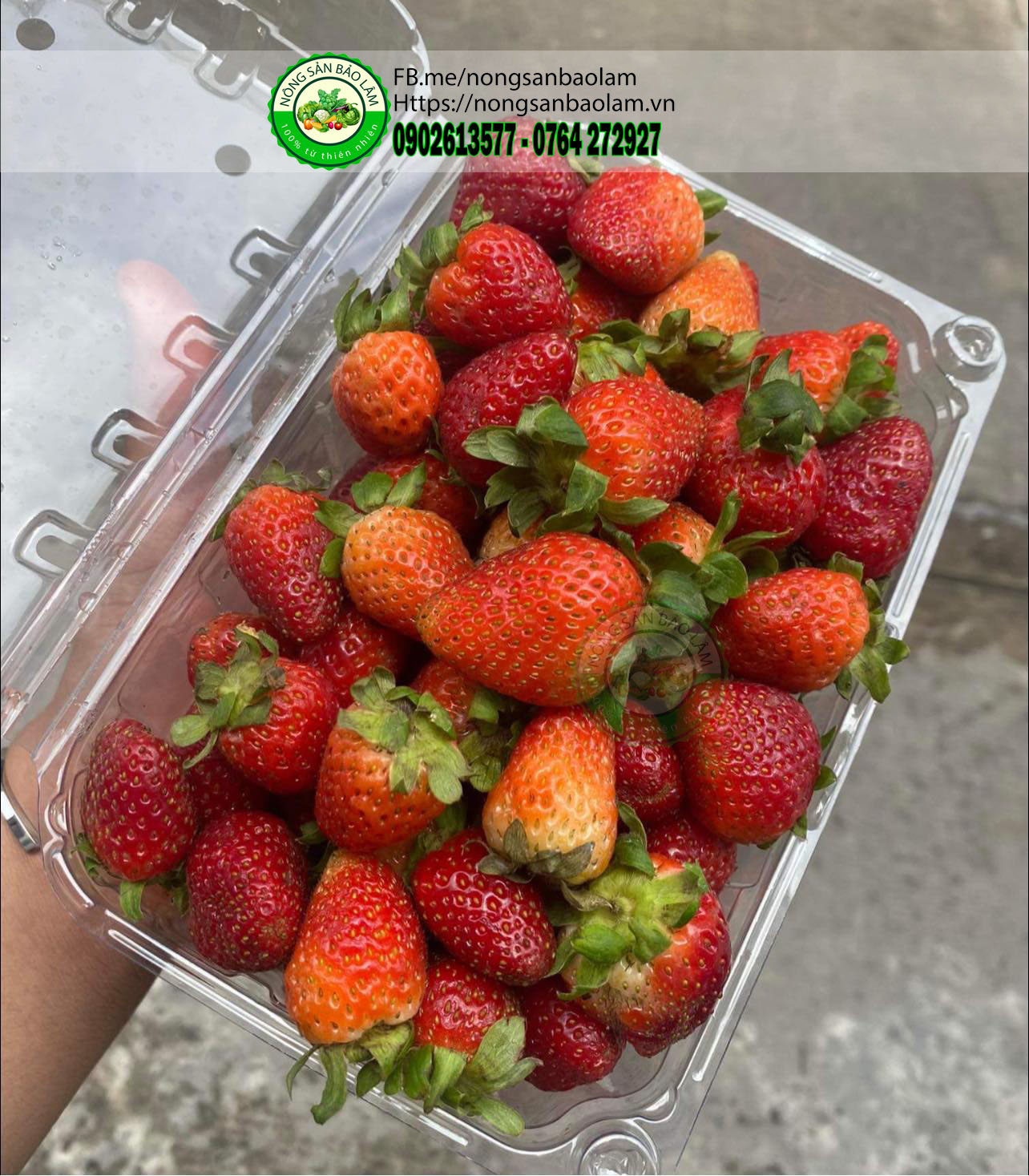 dâu montery mỹ - nông sản bảo lâm