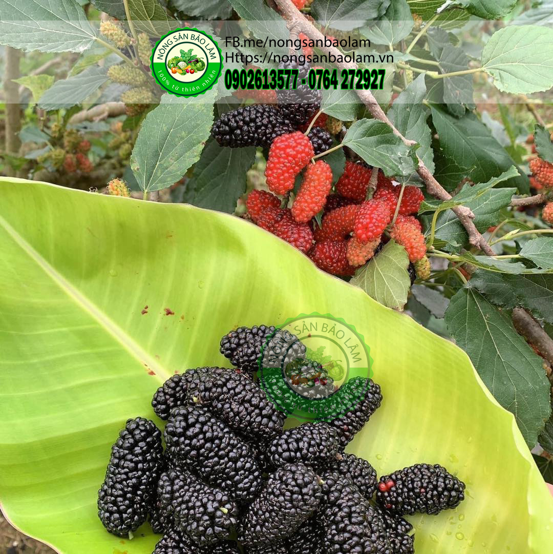 dâu tằm đà lạt - nongsanbaolam 2345678 full