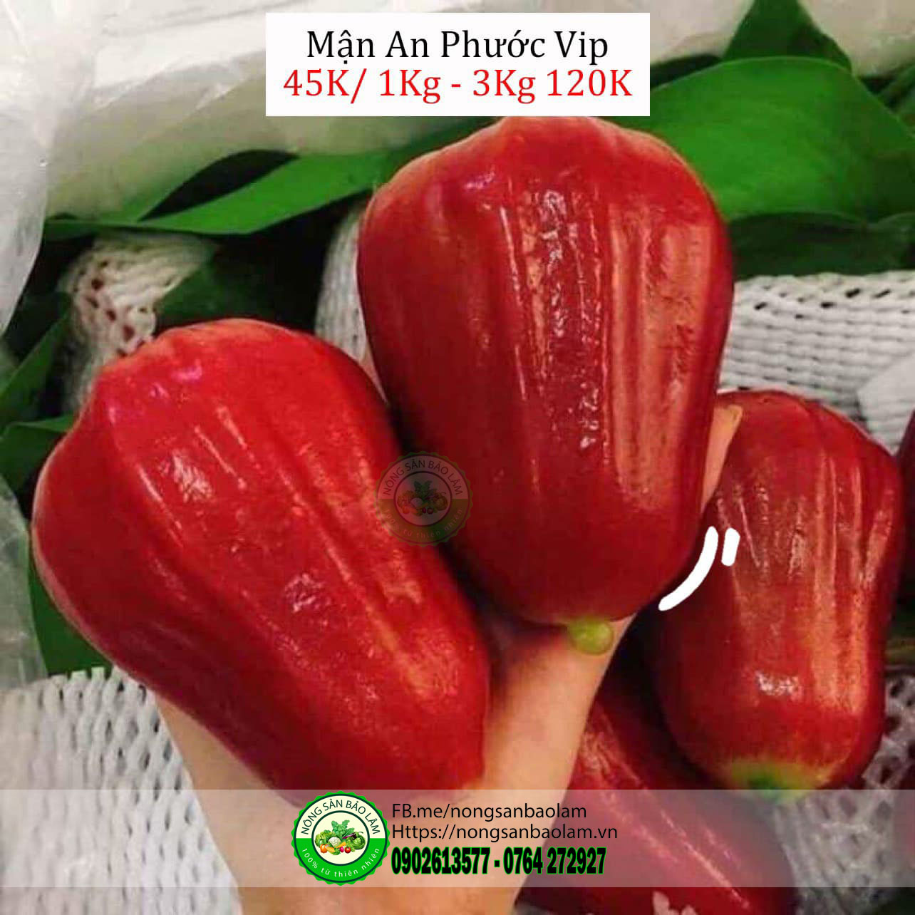mận An Phước Vip - Trái Cây Quận 10 hcm - nông sản bảo lâm Nông Sản Bảo Lâm, Trái Cây Quận 10 HCM, Trái Cây Sài Gòn, Trái Cây Xanh, Trái Cây Sạch, Trái Cây Xuất Khẩu, Trái Cây Nhập Khẩu, Trái Cây Theo Mùa, Trái Cây Vườn, Nông Sản Sạch, fruits, healthy food, Hàng Tiêu Dùng, Hải Sản Tươi Sống, Nho, Dâu, Táo, Lê, Sầu Riêng, Bưởi, Thơm, Dưa Hấu, Cherry, Cá, Hàu, Thịt Heo, Thịt Gà, Thịt Bò, Mẹ, Bé