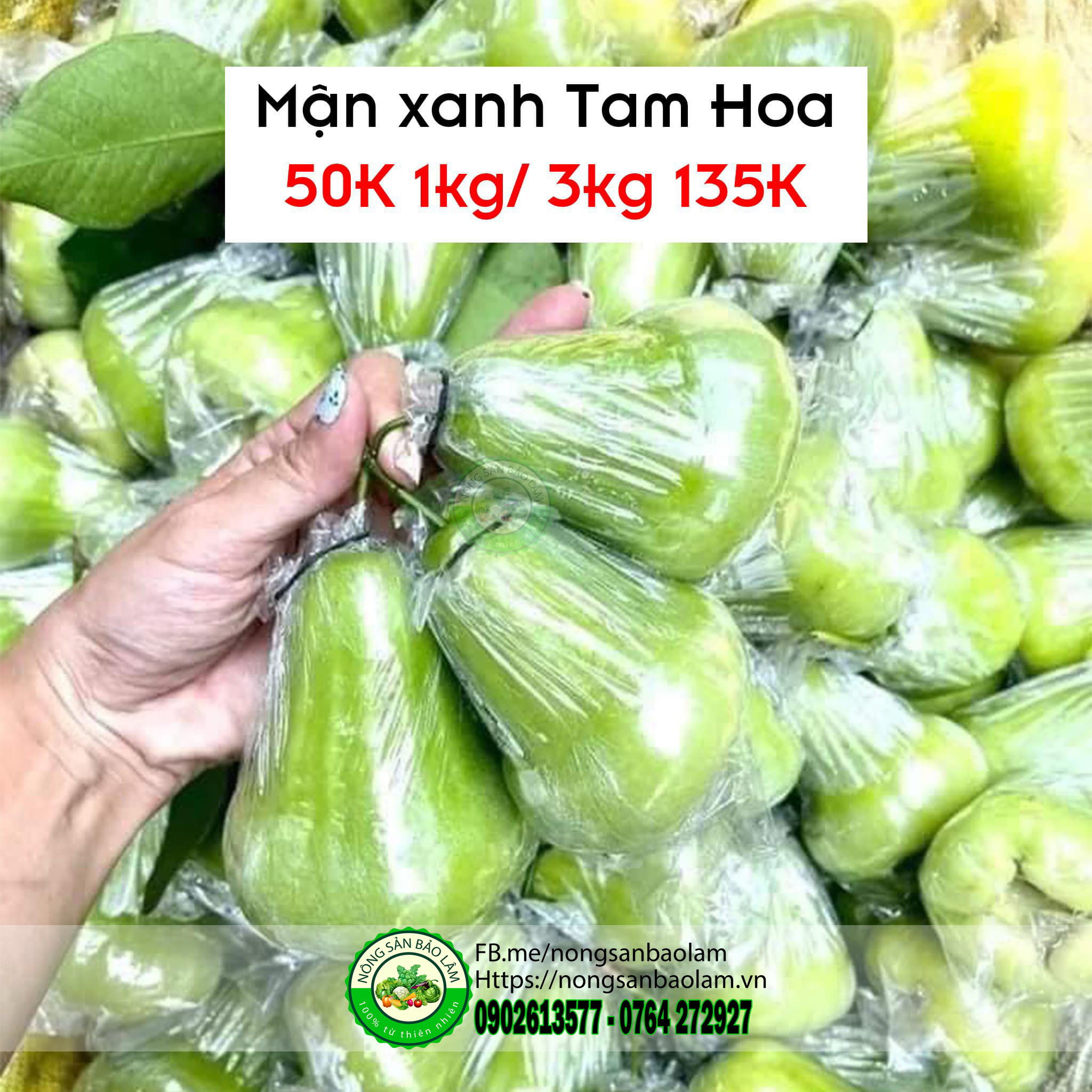 mận xanh tam hoa - Trái Cây Quận 10 hcm - nông sản bảo lâm Nông Sản Bảo Lâm, Trái Cây Quận 10 HCM, Trái Cây Sài Gòn, Trái Cây Xanh, Trái Cây Sạch, Trái Cây Xuất Khẩu, Trái Cây Nhập Khẩu, Trái Cây Theo Mùa, Trái Cây Vườn, Nông Sản Sạch, fruits, healthy food, Hàng Tiêu Dùng, Hải Sản Tươi Sống, Nho, Dâu, Táo, Lê, Sầu Riêng, Bưởi, Thơm, Dưa Hấu, Cherry, Cá, Hàu, Thịt Heo, Thịt Gà, Thịt Bò, Mẹ, Bé