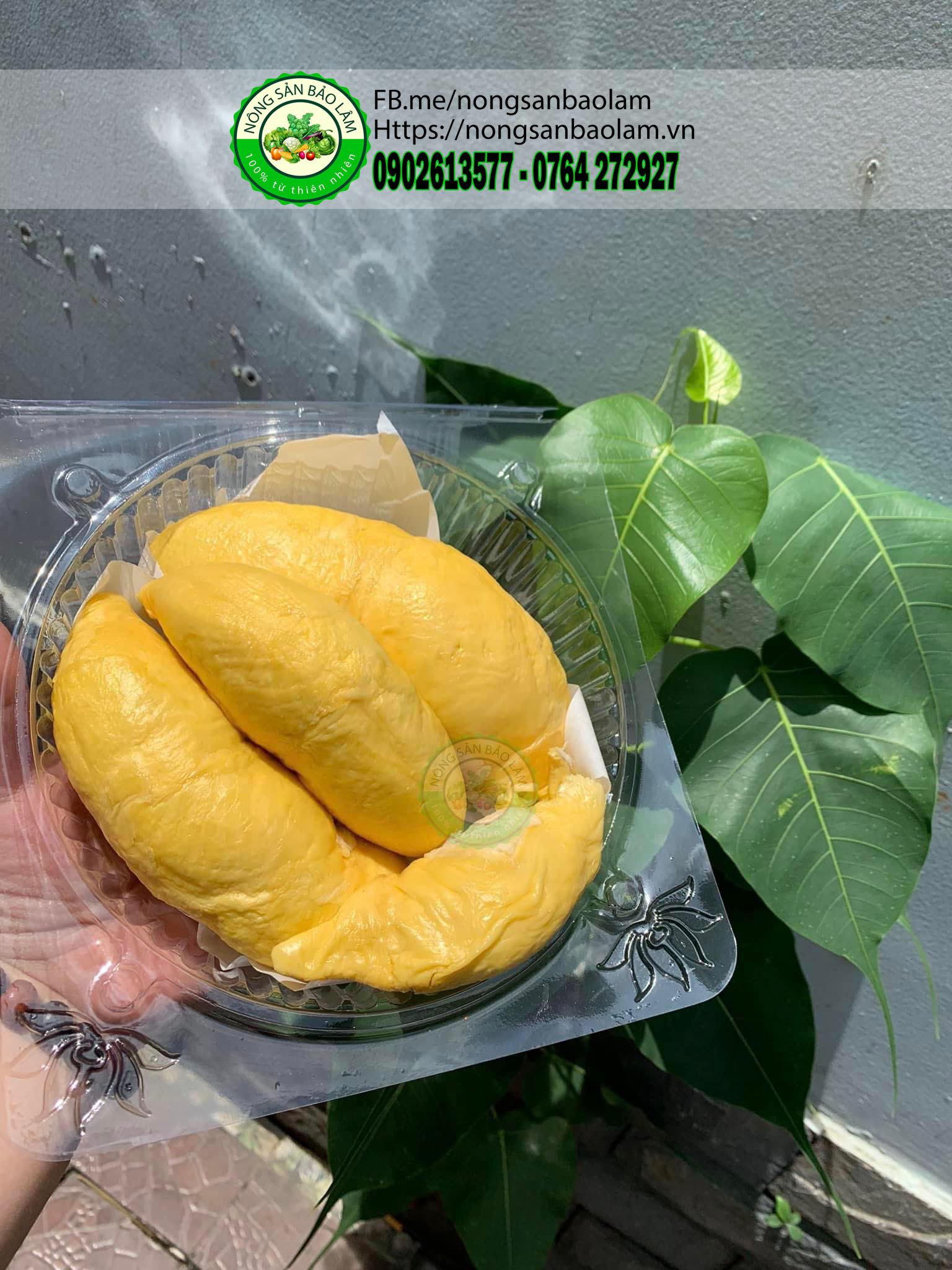sầu riêng ri6 - nông sản bảo lâm 2