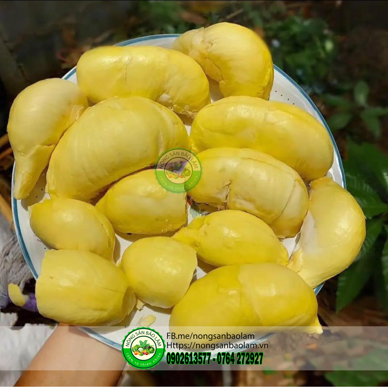 sầu riêng thai monthong - nongsanbaolam 3