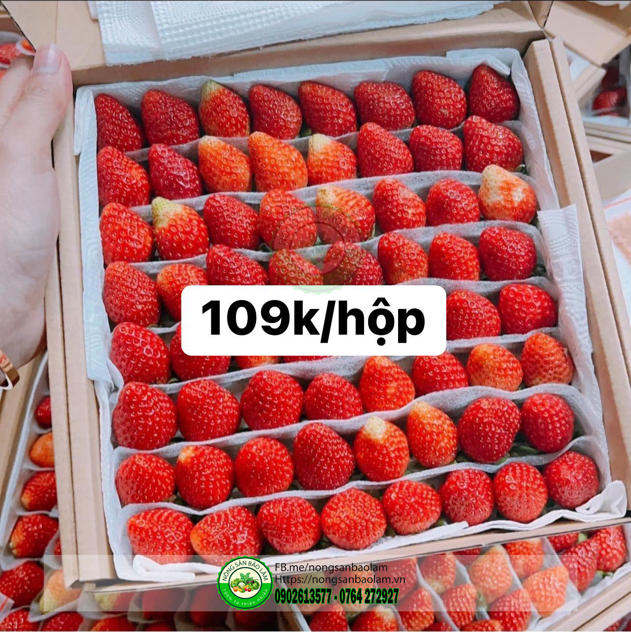 Dâu Nhật Sky - trái cây quận 10 hcm - nông sản bảo lâm 2
