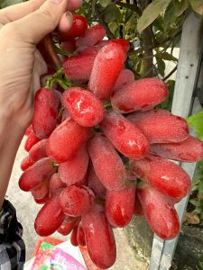 Nho Ruby Ngón Tay