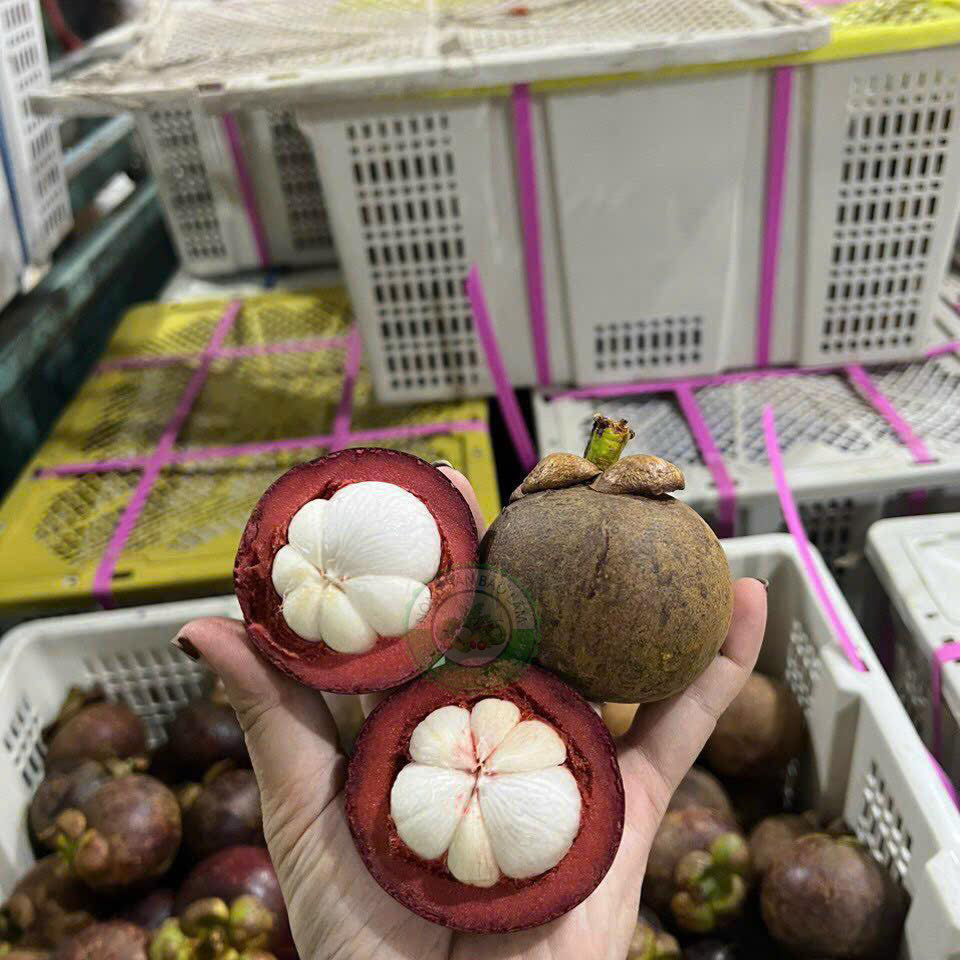 măng cụt thái - nongsanbaolam 3