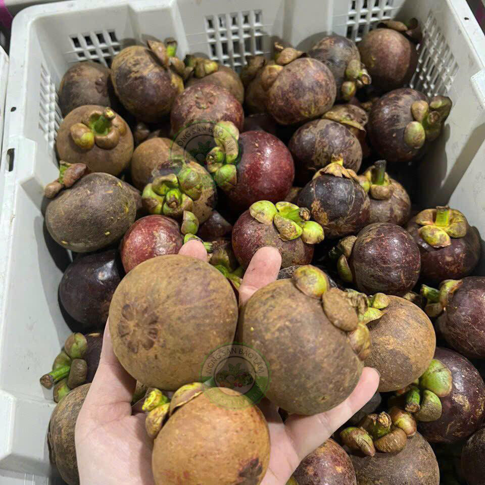 măng cụt thái - nongsanbaolam 5