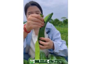 Bơ 034 – Clip nhà Nông Sản Bảo Lâm