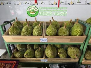 Sầu Riêng bao chất, bao giá Q10, GV