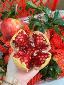 Lựu Tứ Xuyên